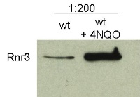 Rnr3 | Ribonucleoside-diphosphate reductase large chain 2 in the group Antibodies Other Species / Fungi at Agrisera AB (Antibodies for research) (AS09 574)